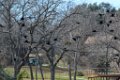 Blackbirds in flight Inks Lake Hatchery (3)